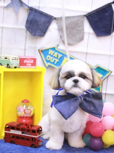 20230429みたらしちゃん